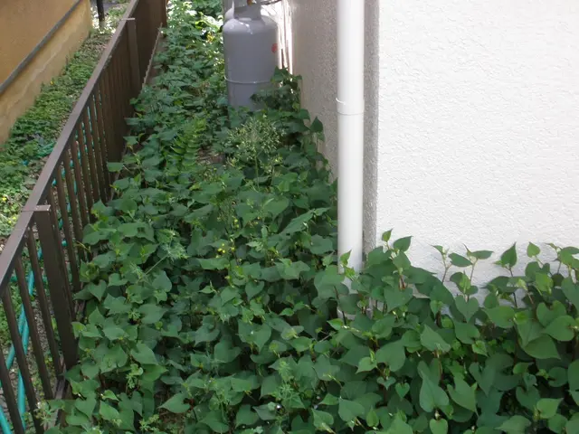 埼玉県西部・東京都西部！雑草で困ったらご相談☆しっかりとヒアリング★サービスの画像