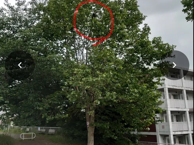 カラス対策施工の施工実績豊富な山本企画！サービスの画像