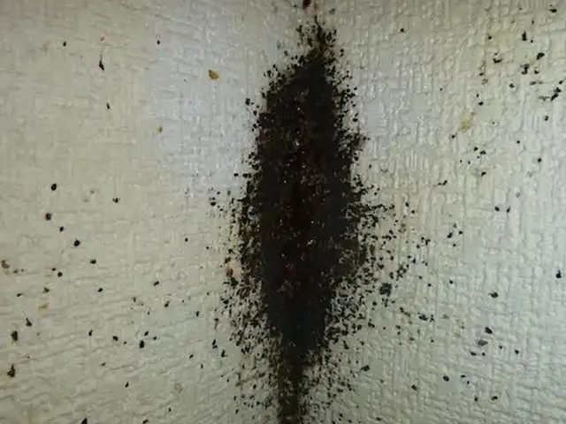 トコジラミ駆除歴10年以上の有資格者多数在籍【再発保証付】【有資格者多数在籍】サービスの画像