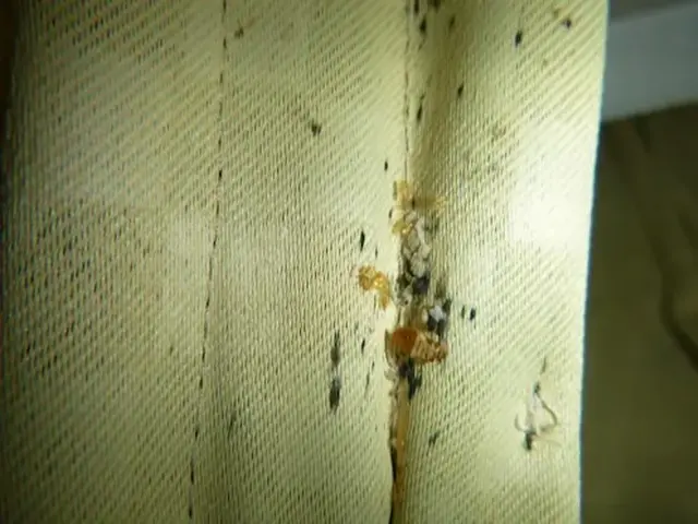 トコジラミ駆除歴10年以上の有資格者多数在籍【再発保証付】【有資格者多数在籍】サービスの画像