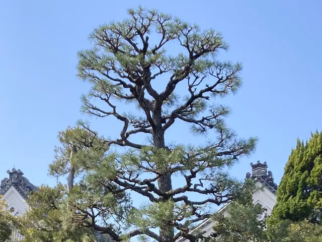 あなたの大事な木剪定させてくださいサービスの画像