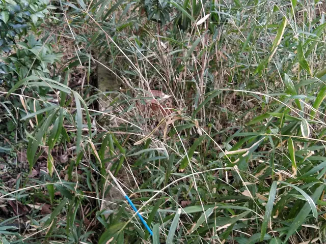 ◯庭園管理士の資格を所有◯迅速丁寧に２0㎡から対応いたします！家工房三ツ沢店サービスの画像