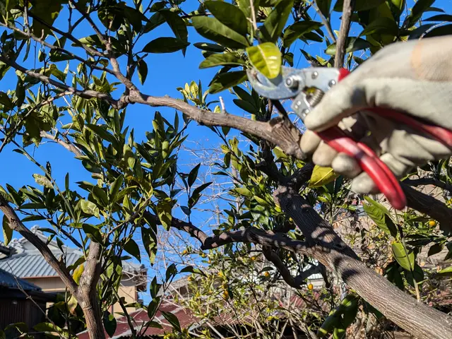 【7年の実績！】 高級マンション対応の庭木エキスパート。作業日はいつでも応相談サービスの画像