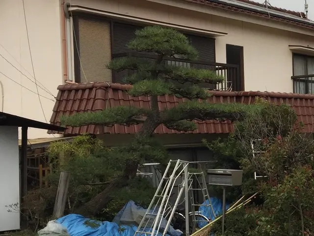 ◇八王子発◇木に優しい自然風剪定　土日祝相談◯サービスの画像