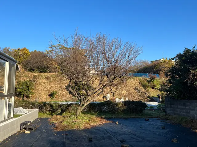 ◇八王子発◇木に優しい自然風剪定　土日祝相談◯サービスの画像