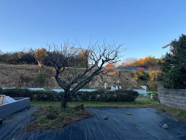 ◇八王子発◇木に優しい自然風剪定　土日祝相談◯サービスの画像