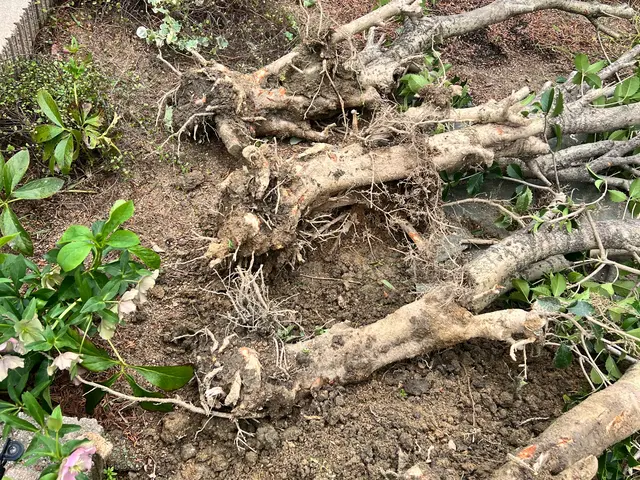 個人庭を中心に実務40年の一級造園施工管理士です。サービスの画像