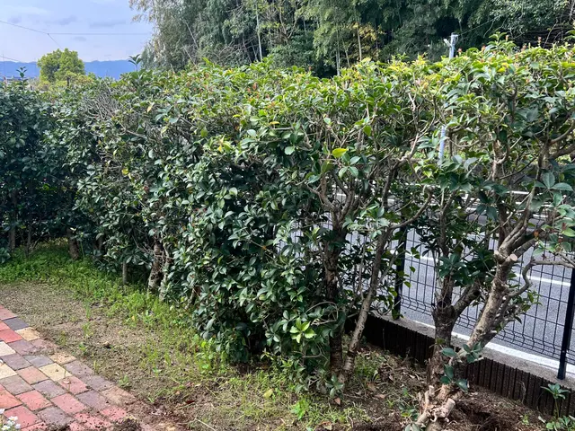 個人庭を中心に実務40年の一級造園施工管理士です。サービスの画像