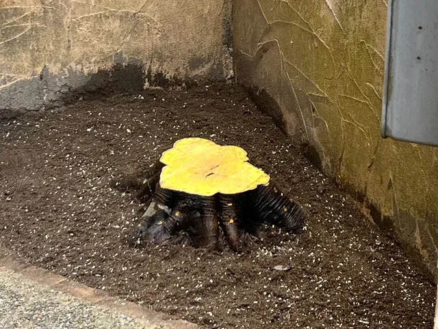 個人庭を中心に実務40年の一級造園施工管理士です。サービスの画像