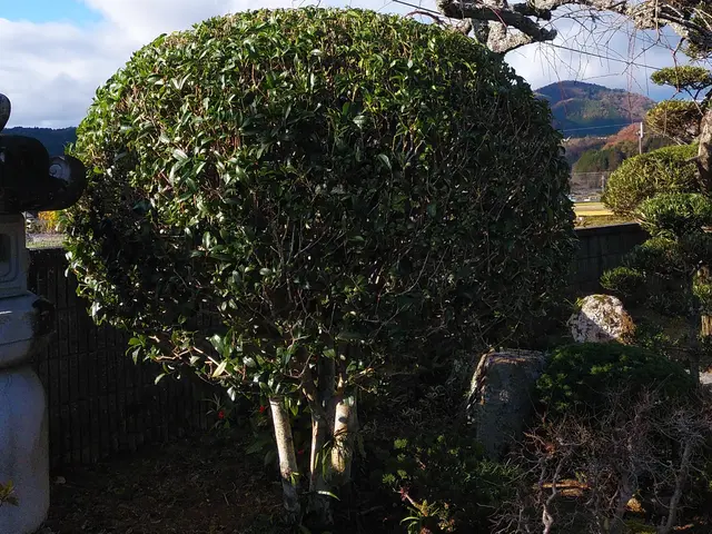 ■剪定作業でお困りの方ご相談下さい【問題解決･改善提案】いたします■サービスの画像