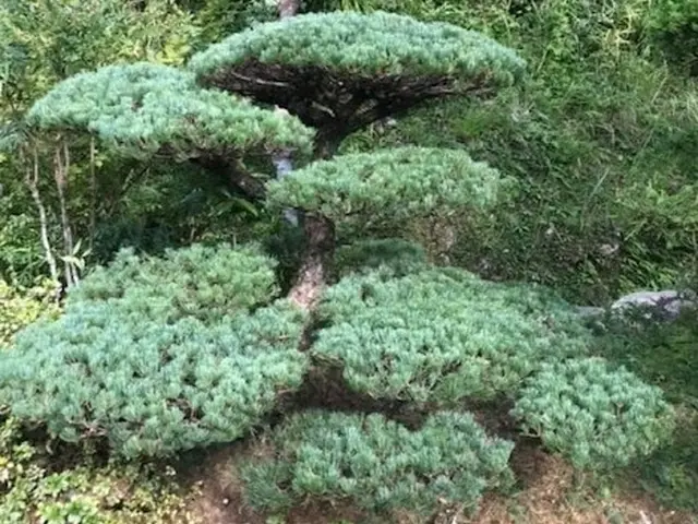 ■剪定作業でお困りの方ご相談下さい【問題解決･改善提案】いたします■サービスの画像