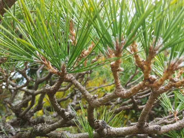 ■剪定作業でお困りの方ご相談下さい【問題解決･改善提案】いたします■サービスの画像