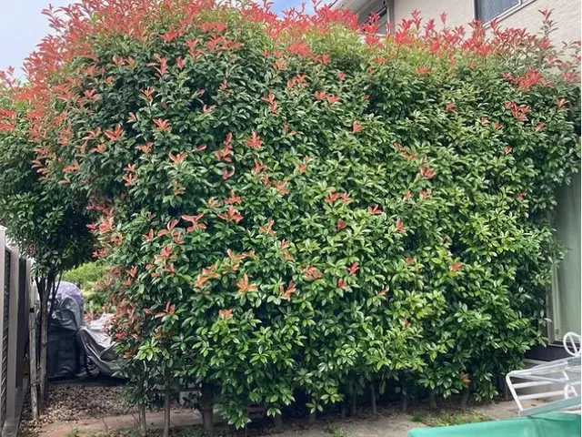 ☆ゴミ代も込みの料金なのでお得！一級造園技能士も保有なので安心の仕上がりサービスの画像