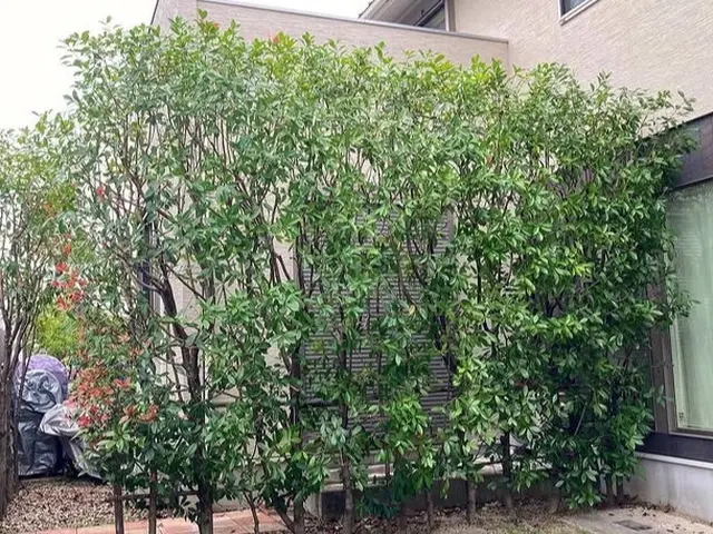 ☆ゴミ代も込みの料金なのでお得！一級造園技能士も保有なので安心の仕上がりサービスの画像