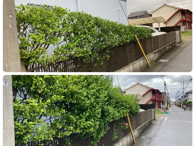 ☆ゴミ代も込みの料金なのでお得！一級造園技能士も保有なので安心の仕上がりサービスの画像