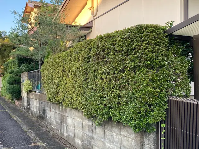 ☆ゴミ代も込みの料金なのでお得！一級造園技能士も保有なので安心の仕上がりサービスの画像