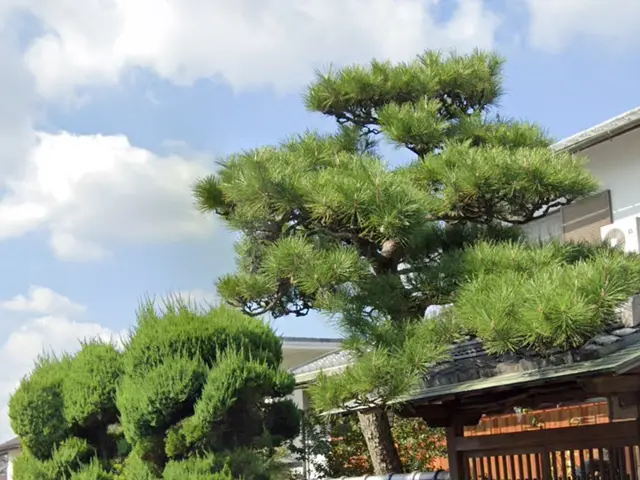 自然風〜強剪定まで柔軟に対応！緑のお助けをいたします！サービスの画像