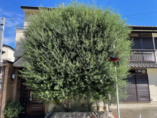 自然風〜強剪定まで柔軟に対応！緑のお助けをいたします！サービスの画像