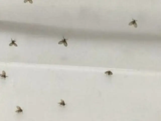 コバエ駆除&防止施工《男女各1名派遣》サービスの画像