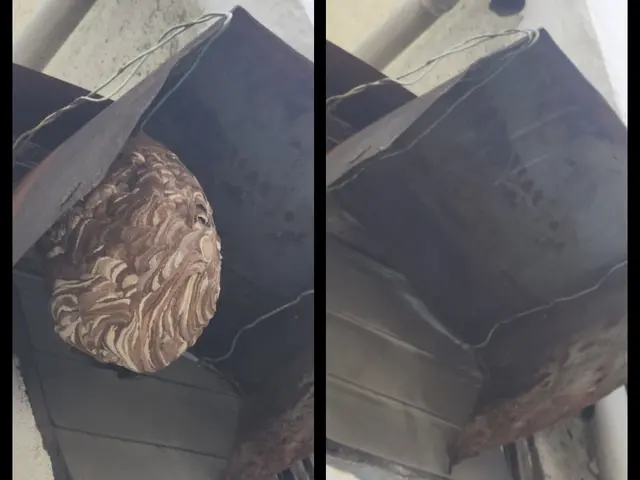 【アシナガバチ9000円～】◎2ヶ月の無料保証■即日、翌日対応可能！サービスの画像