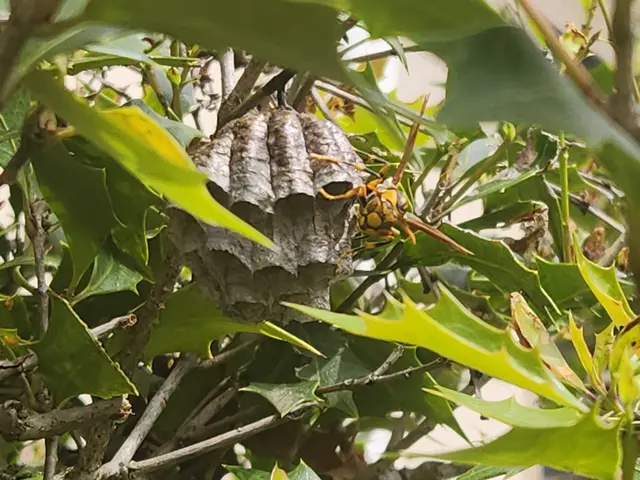 【アシナガバチ9000円～】◎2ヶ月の無料保証■即日、翌日対応可能！サービスの画像