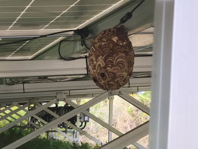 【アシナガバチ9000円～】◎2ヶ月の無料保証■即日、翌日対応可能！サービスの画像