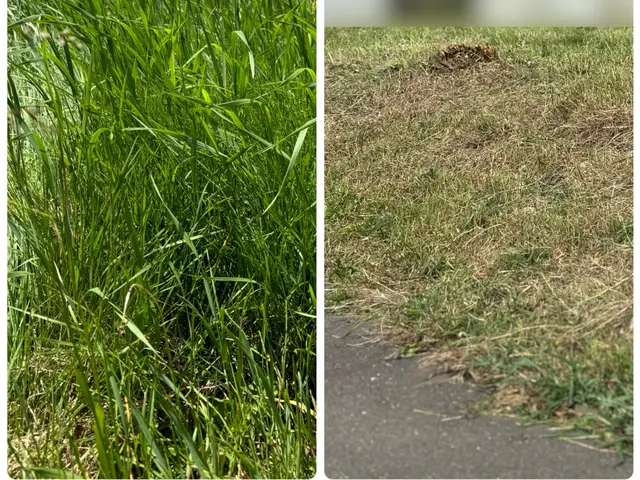 50平米草刈りのみ、11000円草回収込5500円 、50平米以下はお値引可能！サービスの画像