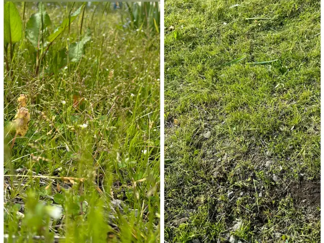 50平米草刈りのみ、11000円草回収込5500円 、50平米以下はお値引可能！サービスの画像