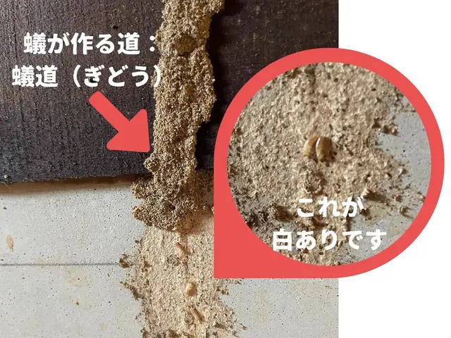 ★キャンペーン実施中★5年保証付！業歴15年の防除施工士が伺います！！サービスの画像