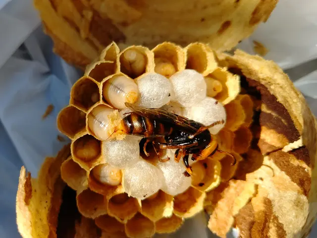 どんなことでもご相談して下さい！蜂の駆除そこにある危険を排除して安心生活をサービスの画像