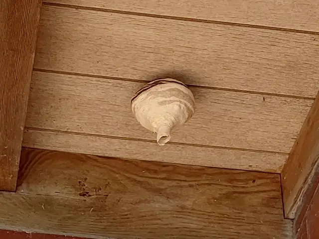 どんなことでもご相談して下さい！蜂の駆除そこにある危険を排除して安心生活をサービスの画像