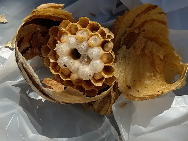 どんなことでもご相談して下さい！蜂の駆除そこにある危険を排除して安心生活をサービスの画像