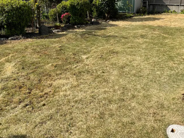 芝刈り費用込！24800円〜 プロの技でエアレーションと栄養剤散布、美しい芝生にサービスの画像