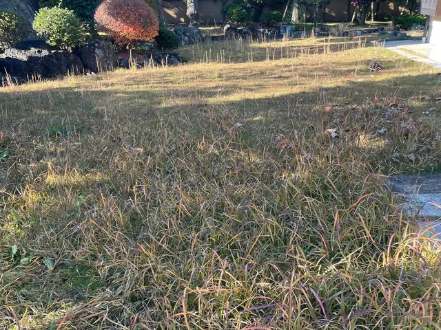 芝刈り費用込！24800円〜 プロの技でエアレーションと栄養剤散布、美しい芝生にサービスの画像