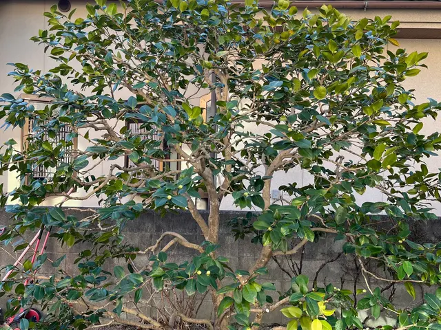 造園のプロフェッショナルが丁寧に仕上げる！リピート率◎確かな実績と信頼のサービスサービスの画像