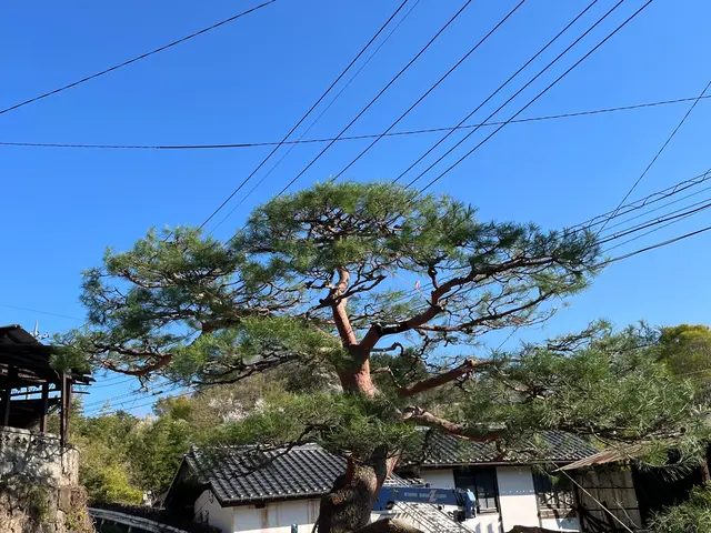 造園のプロフェッショナルが丁寧に仕上げる！リピート率◎確かな実績と信頼のサービスサービスの画像