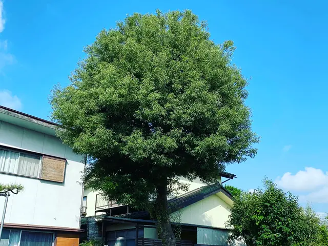 造園のプロフェッショナルが丁寧に仕上げる！リピート率◎確かな実績と信頼のサービスサービスの画像