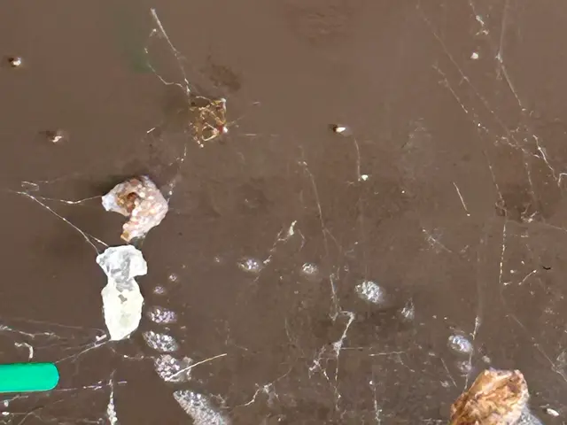 ◎害虫予防付き◎卵の中までしっかり駆除いたします！女性スタッフ同行可能サービスの画像