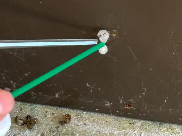 ◎害虫予防付き◎卵の中までしっかり駆除いたします！女性スタッフ同行可能サービスの画像