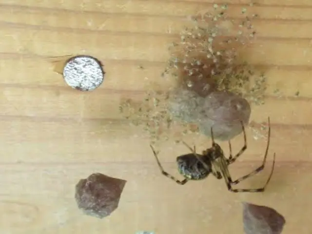 ◎害虫予防付き◎卵の中までしっかり駆除いたします！女性スタッフ同行可能サービスの画像