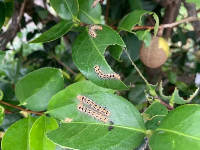 厄介な毛虫・チャドクガの駆除お任せください！【24時間営業】【年中無休】サービスの画像