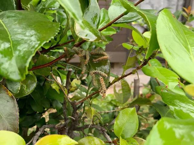 厄介な毛虫・チャドクガの駆除お任せください！【24時間営業】【年中無休】サービスの画像