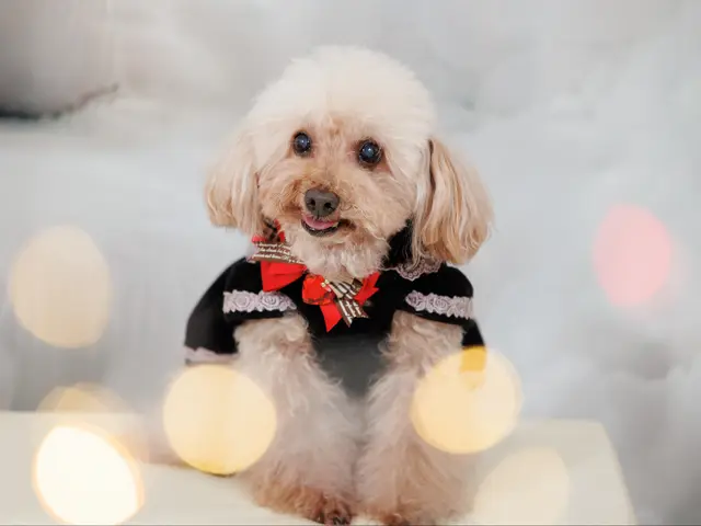 犬と猫の出張撮影☆彡　スタジオ撮影も可  ♫