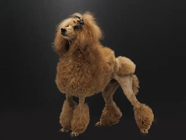 犬と猫の出張撮影☆彡　スタジオ撮影も可  ♫