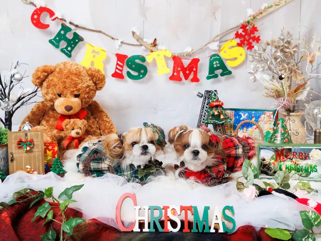 犬と猫の出張撮影☆彡　スタジオ撮影も可  ♫