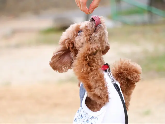 犬と猫の出張撮影☆彡　スタジオ撮影も可  ♫