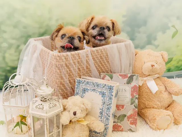 犬と猫の出張撮影☆彡　スタジオ撮影も可  ♫