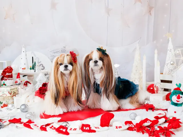 犬と猫の出張撮影☆彡　スタジオ撮影も可  ♫