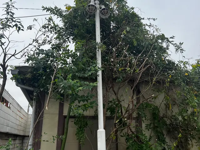 伐採作業、枝打、大木撤去、高所作業車自社所有、震災処理、一部伐採もお任せ下さい。サービスの画像