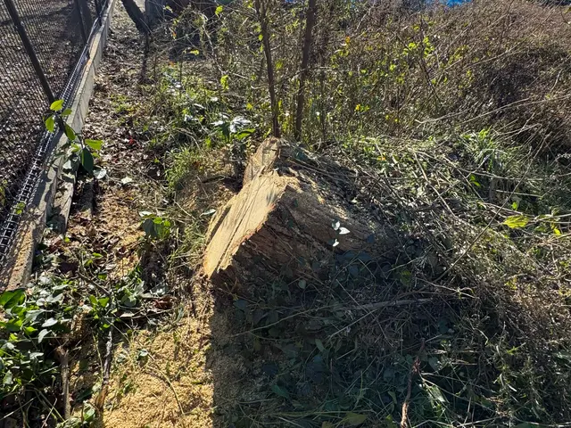 伐採、抜根サービスの画像